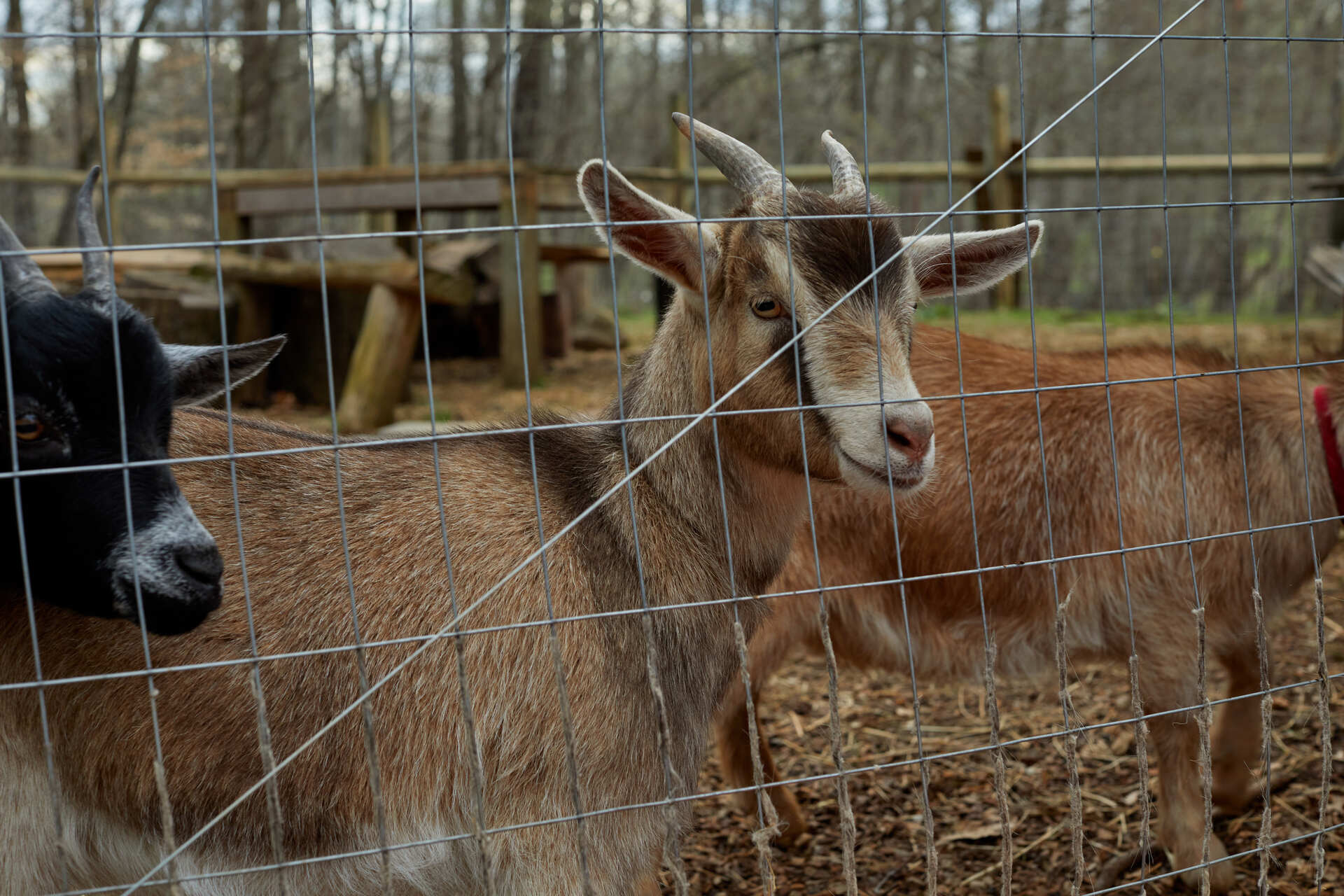 Farm Animals