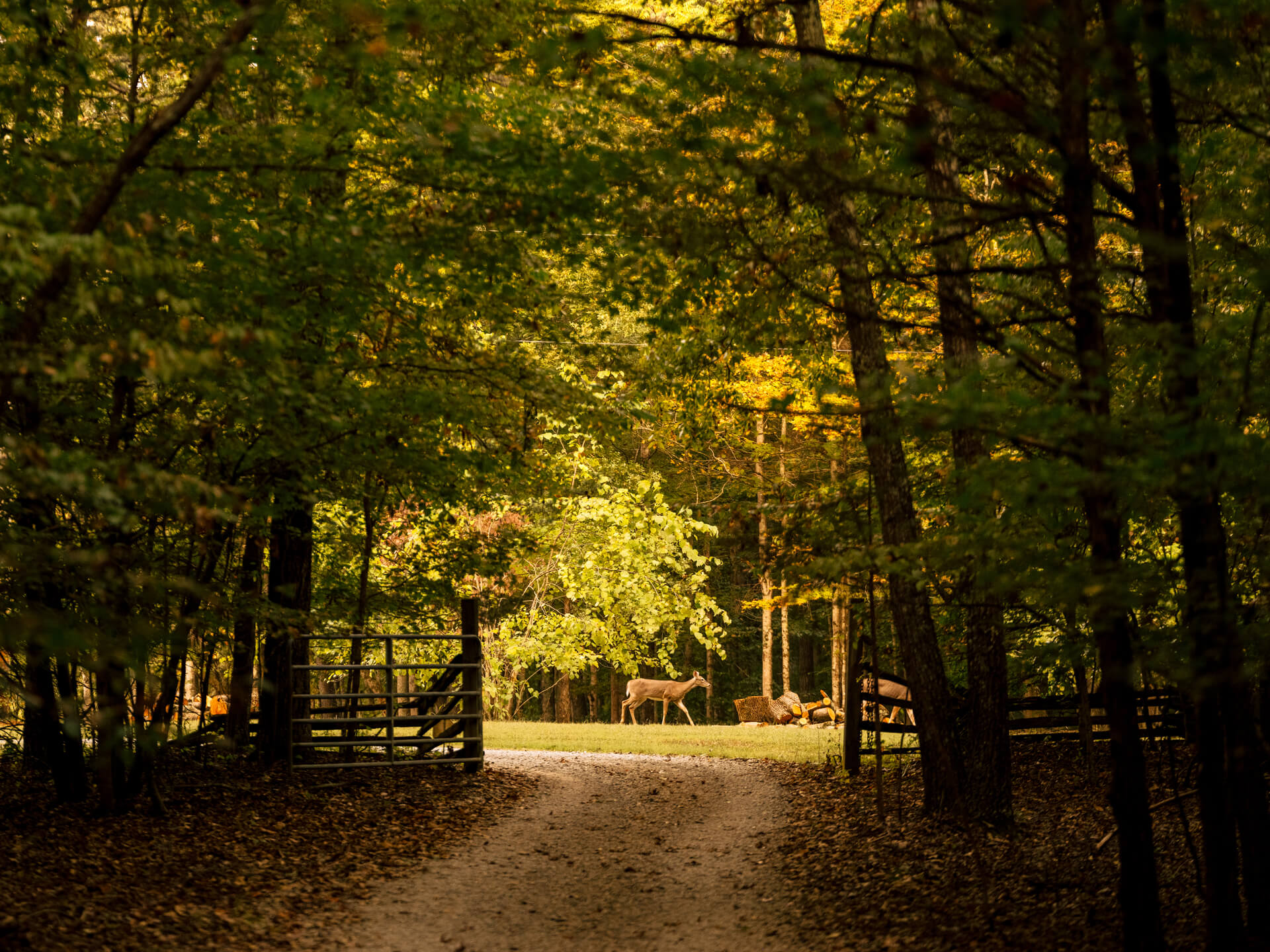 Woodland Trails